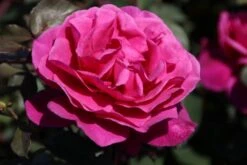 Speciale Roos (Rosa 'Blackberry Nip') -Directplant Winkel rosa blackberry nip 4 1