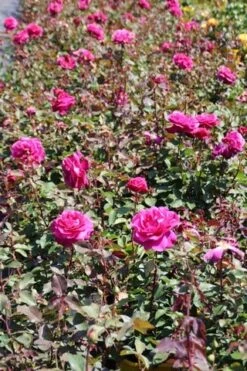 Speciale Roos (Rosa 'Blackberry Nip') -Directplant Winkel rosa blackberry nip 5