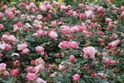 Grootbloemige Roos (Rosa 'Blue Girl') -Directplant Winkel rosa blue girl 2