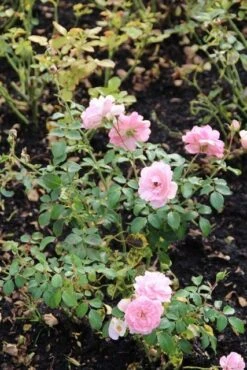 Trosroos (Rosa 'Bonica 82') -Directplant Winkel rosa bonica 82 1