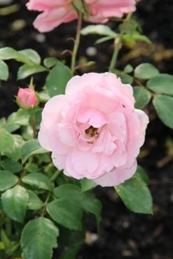 Trosroos (Rosa 'Bonica 82') -Directplant Winkel rosa bonica 82 2