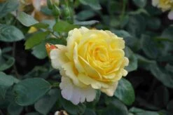 Klimroos (Rosa 'Climbing Chinatown') -Directplant Winkel rosa climbing chinatown 1