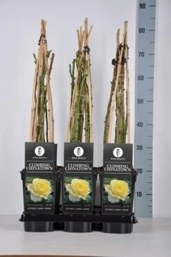 Klimroos (Rosa 'Climbing Chinatown') -Directplant Winkel rosa climbing chinatown in de winter 1