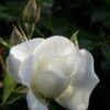 Klimroos (Rosa 'Climbing Snow Princess') 2 Klimroos (Rosa 'Climbing Snow Princess') -Directplant Winkel rosa climbing snow princess 1 1