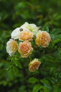 Klimroos (Rosa 'Ghislaine De Féligonde')