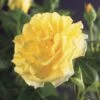 Klimroos (Rosa 'Golden Climber') -Directplant Winkel rosa golden climber 2