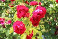 Klimroos (Rosa 'Grand Hotel') -Directplant Winkel rosa grand hotel 2