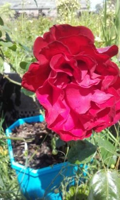 Klimroos (Rosa 'Grand Hotel') -Directplant Winkel rosa grand hotel 2 2