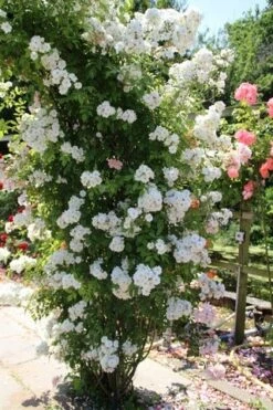 Miniklimroos (Rosa 'Guirlande D'Amour') -Directplant Winkel rosa guirlande d amour 2