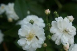 Miniklimroos (Rosa 'Guirlande D'Amour') -Directplant Winkel rosa guirlande d amour 1 2