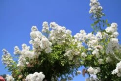 Miniklimroos (Rosa 'Guirlande D'Amour') 15 Miniklimroos (Rosa 'Guirlande D'Amour') -Directplant Winkel rosa guirlande d amour 2 2