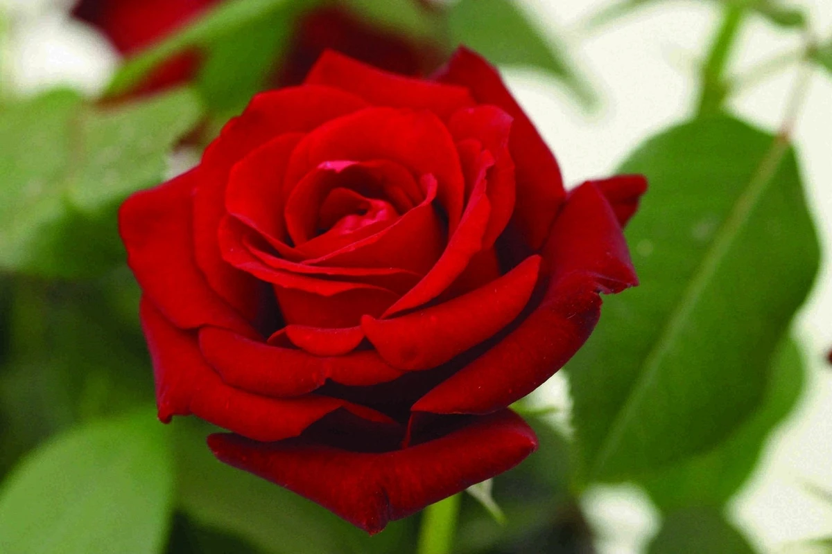 Grootbloemige Roos (Rosa 'Ingrid Bergman') 3 Grootbloemige Roos (Rosa 'Ingrid Bergman')