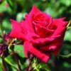 Klimroos (Rosa 'Mazurika') -Directplant Winkel rosa mazurika 1