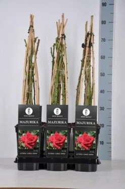 Klimroos (Rosa 'Mazurika') -Directplant Winkel rosa mazurika in de winter c3 1