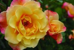 Klimroos (Rosa 'Moonlight') -Directplant Winkel rosa moonlight 1