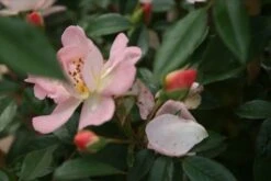 Miniklimroos (Rosa 'Open Arms') -Directplant Winkel rosa open arms 1