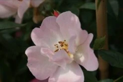 Miniklimroos (Rosa 'Open Arms') -Directplant Winkel rosa open arms 2 3