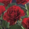 Klimroos (Rosa 'Paul's Scarlet Climber') -Directplant Winkel rosa paul s scarlet climber 2 3