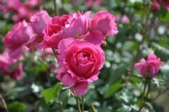 Klimroos (Rosa 'Pink Cloud') -Directplant Winkel rosa pink cloud 1