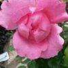 Klimroos (Rosa 'Pink Cloud') -Directplant Winkel rosa pink cloud 1