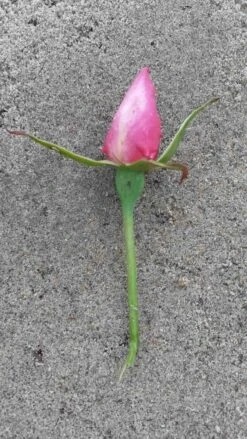 Klimroos (Rosa 'Pink Cloud') -Directplant Winkel rosa pink cloud 2 1