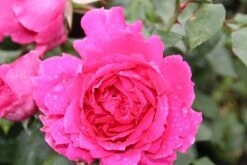 Klimroos (Rosa 'Pink Cloud') -Directplant Winkel rosa pink cloud 2 1