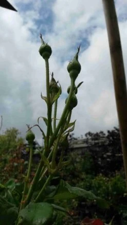 Klimroos (Rosa 'Pink Cloud') -Directplant Winkel rosa pink cloud 3 1