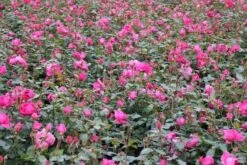 Klimroos (Rosa 'Pink Cloud') -Directplant Winkel rosa pink cloud 3 1 1