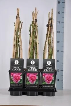 Klimroos (Rosa 'Pink Cloud') -Directplant Winkel rosa pink cloud in de winter 1