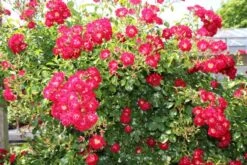 Miniklimroos (Rosa 'Rambling Rosie') -Directplant Winkel rosa rambling rosie 2 2