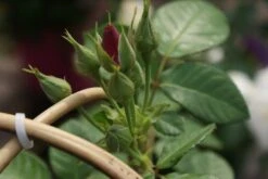 Roos (Rosa 'Rhapsody In Blue') -Directplant Winkel rosa rhapsody in blue 1 3