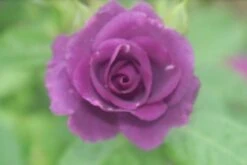 Roos (Rosa 'Rhapsody In Blue') -Directplant Winkel rosa rhapsody in blue 2 2 1