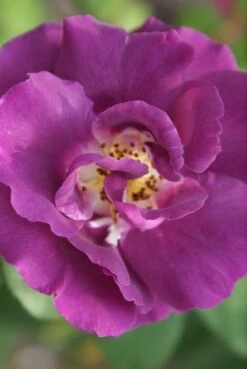 Roos (Rosa 'Rhapsody In Blue') -Directplant Winkel rosa rhapsody in blue 2 3