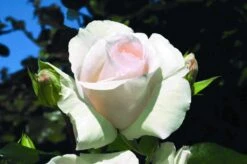 Klimroos (Rosa 'Schneewalzer') -Directplant Winkel rosa schneewalzer 1