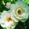Roos (Rosa 'Schneewittchen') -Directplant Winkel rosa schneewittchen