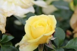 Bodembedekkende Roos (Rosa 'Solero') -Directplant Winkel rosa solero 3