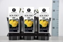 Bodembedekkende Roos (Rosa 'Solero') -Directplant Winkel rosa solero in de winter