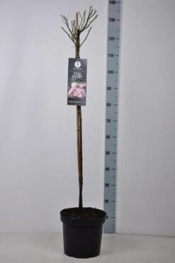 Stamroos (Rosa 'The Fairy') -Directplant Winkel rosa thefairy stam90 kaal