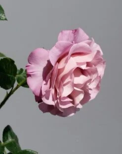 Grootbloemige Roos (Rosa 'Blue Girl') -Directplant Winkel rosabluegirl03