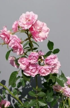 Trosroos (Rosa 'Bonica 82') -Directplant Winkel rosabonica01 1