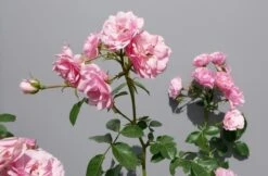 Trosroos (Rosa 'Bonica 82') -Directplant Winkel rosabonica02 1