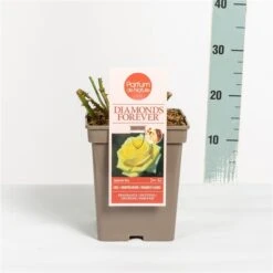 Grootbloemige Roos (Rosa 'Diamonds Forever') -Directplant Winkel rosadiamondsforever03 1