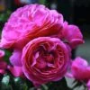 Trosroos (Rosa 'Leonardo Da Vinci') -Directplant Winkel rosaleonardodavinci01