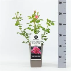 Trosroos (Rosa 'Leonardo Da Vinci') -Directplant Winkel rosaleonardodavinci01 1