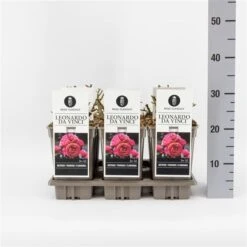 Trosroos (Rosa 'Leonardo Da Vinci') -Directplant Winkel rosaleonardodavinci03