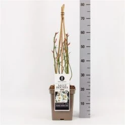 Roos (Rosa 'Sally Holmes') -Directplant Winkel rosasallyholmes01 2