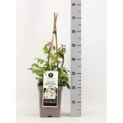 Roos (Rosa 'Sally Holmes') -Directplant Winkel rosasallyholmes02 1