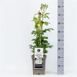 Roos (Rosa 'Sally Holmes') -Directplant Winkel rosasallyholmes04 1