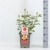 Roos (Rosa 'Scented Memory') -Directplant Winkel rosascentedmemory01 1