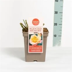 Roos (Rosa 'Scented Memory') -Directplant Winkel rosascentedmemory03 2